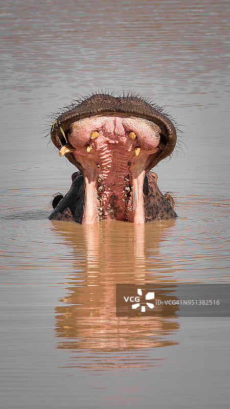 河马在水中张大嘴，水面有倒影图片素材