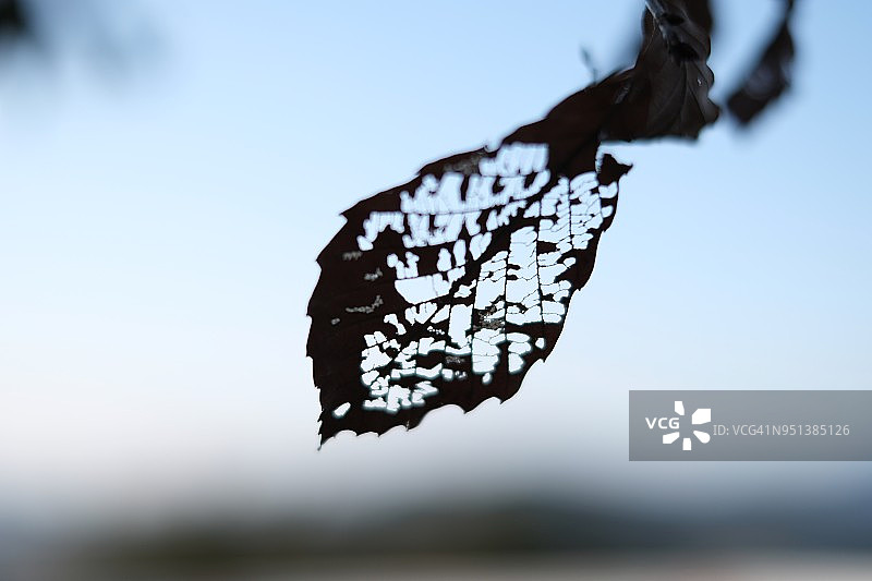 树枝上的干燥树叶特写图片素材