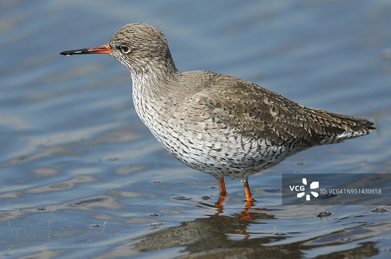 红脚鹬在浅水池中觅食图片素材