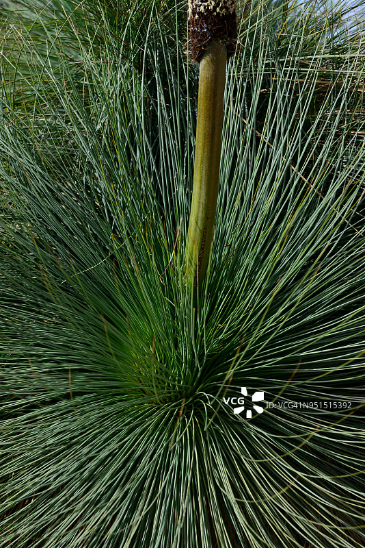 蓝眼草树特写图片素材
