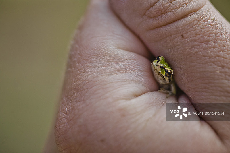 手持美洲绿树蛙（雨蛙），加拿大不列颠哥伦比亚省兰里图片素材