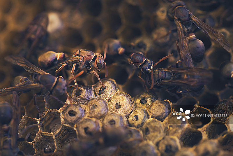 墨尔本维多利亚州有蛹的纸黄蜂巢穴图片素材