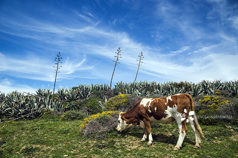 奶牛在田野里吃草，西班牙加的斯塔里法图片素材