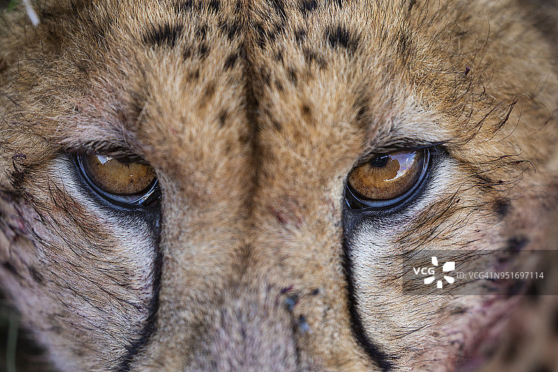 猎豹捕食，肯尼亚马赛马拉野生动物保护区图片素材