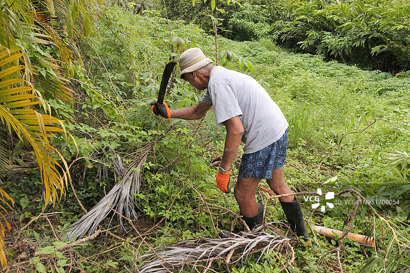 用弯刀砍灌木的年长太平洋岛国农民图片素材