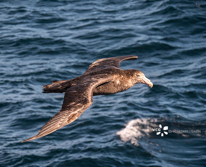 海燕在德雷克海峡飞行图片素材