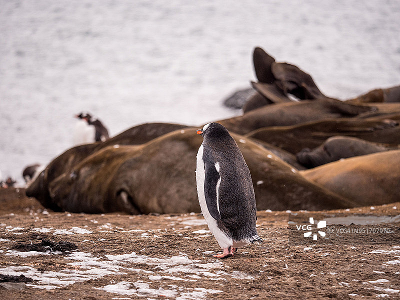 巴布亚企鹅与象海豹同行图片素材