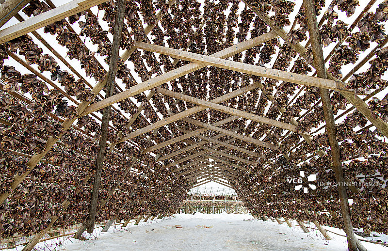 冷空气中风干的Stockfish鳕鱼头图片素材