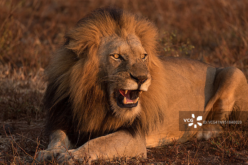 晨光中咆哮的雄狮图片素材