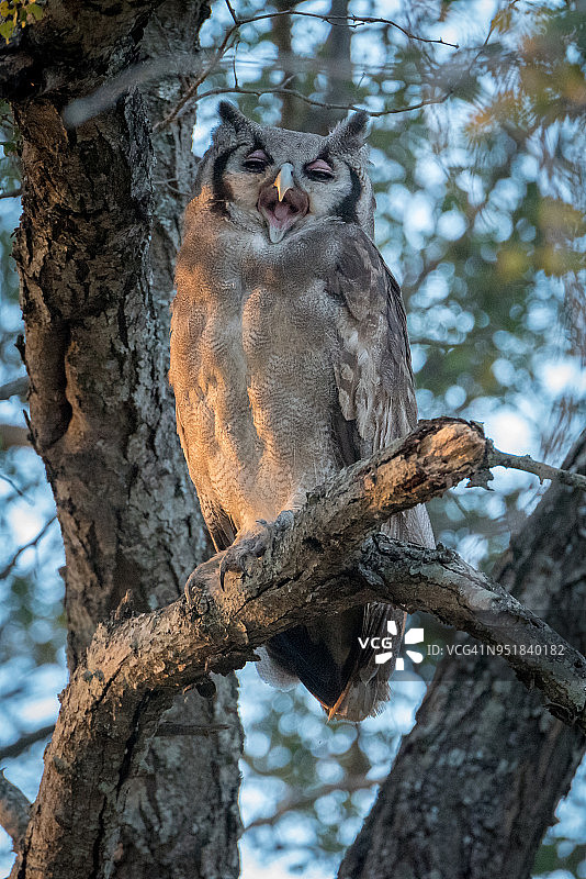 栖息在树上打哈欠的大猫头鹰图片素材