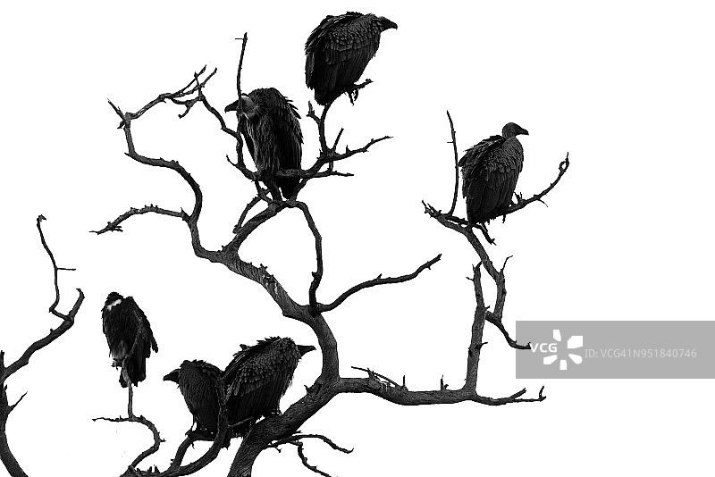 秃鹫群栖息在枯树上图片素材