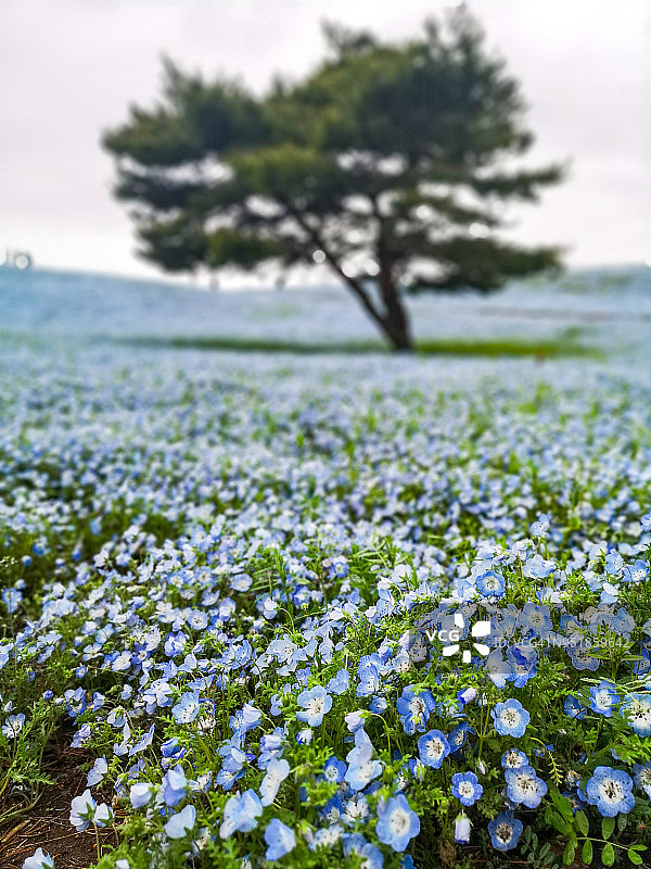 日本茨城县的喜林草花田图片素材