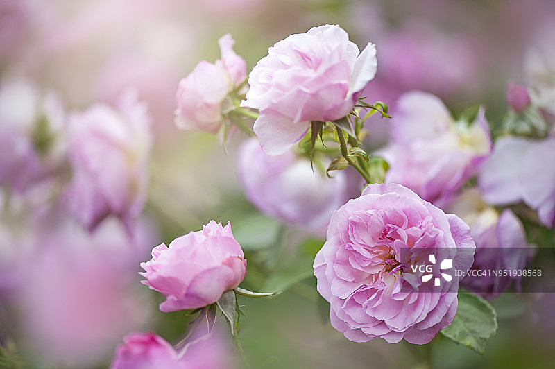 美丽的粉色夏季花朵：海德厅玫瑰图片素材