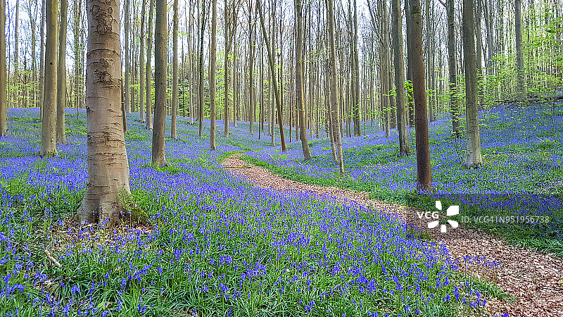 穿过“蓝色森林”（比利时哈勒博斯）的田园小径图片素材