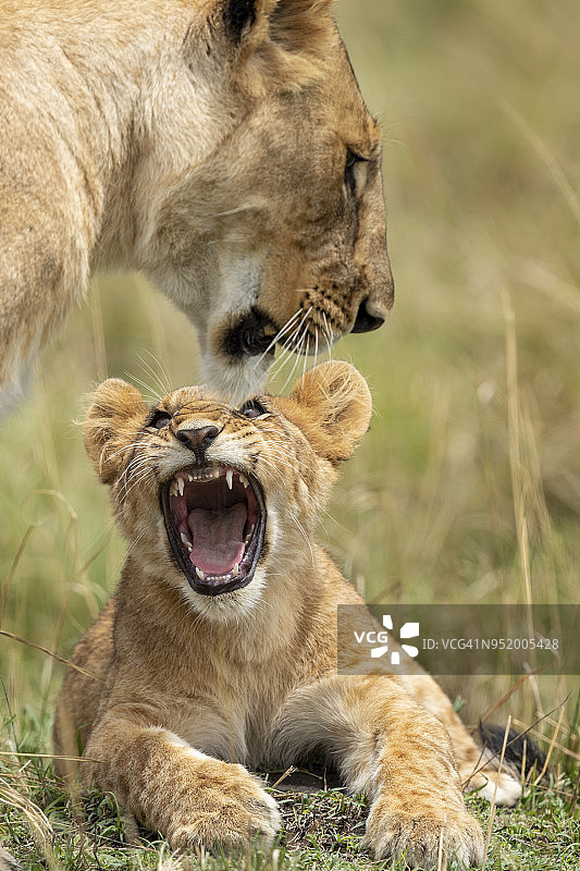 咆哮的幼狮，马赛马拉禁猎区，肯尼亚图片素材