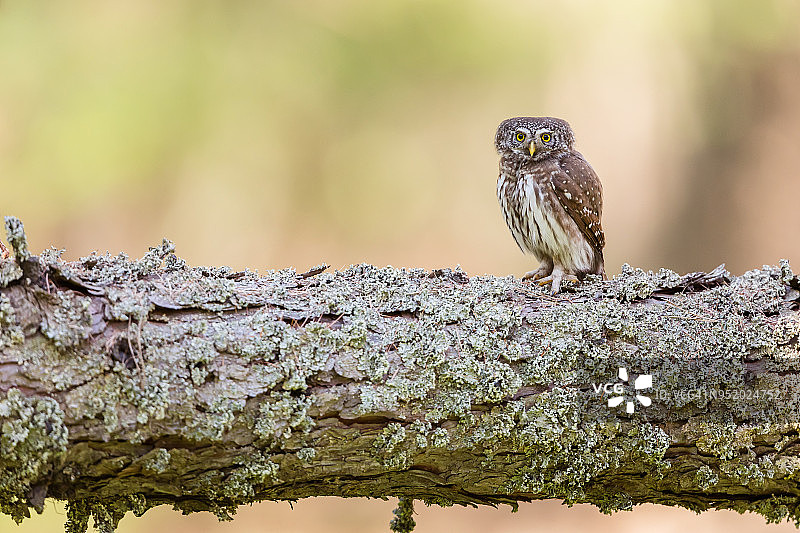 欧亚小鸮图片素材