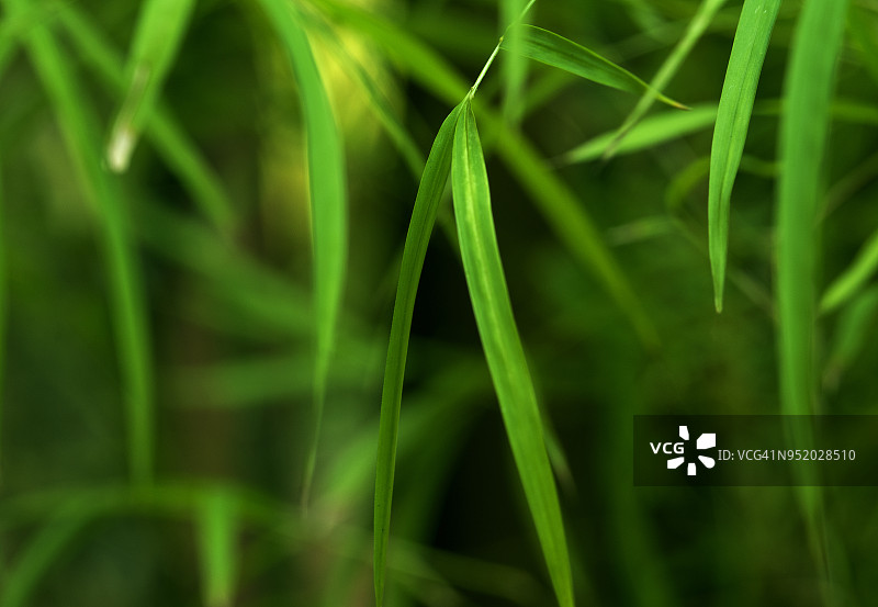 竹子特写微距摄影图片素材