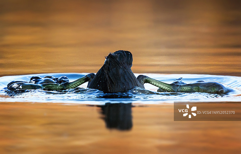 美洲骨顶鸡潜水展示脚蹼图片素材
