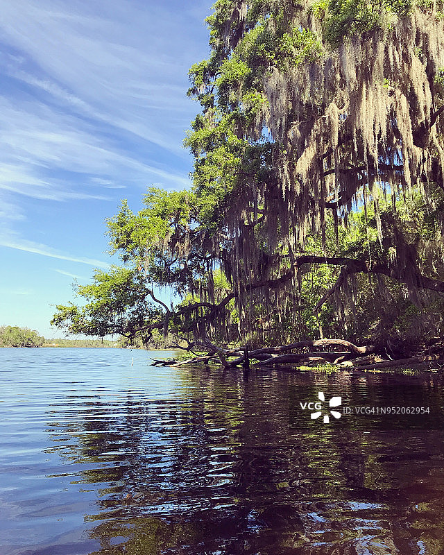 佛罗里达州覆盖西班牙苔藓的河上的活橡树图片素材