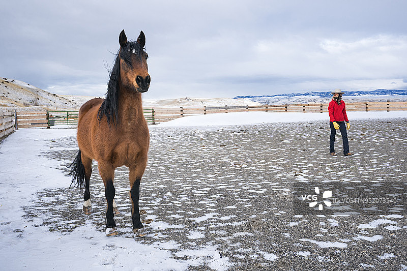 蒙大拿州大型畜栏中的四分之一马图片素材