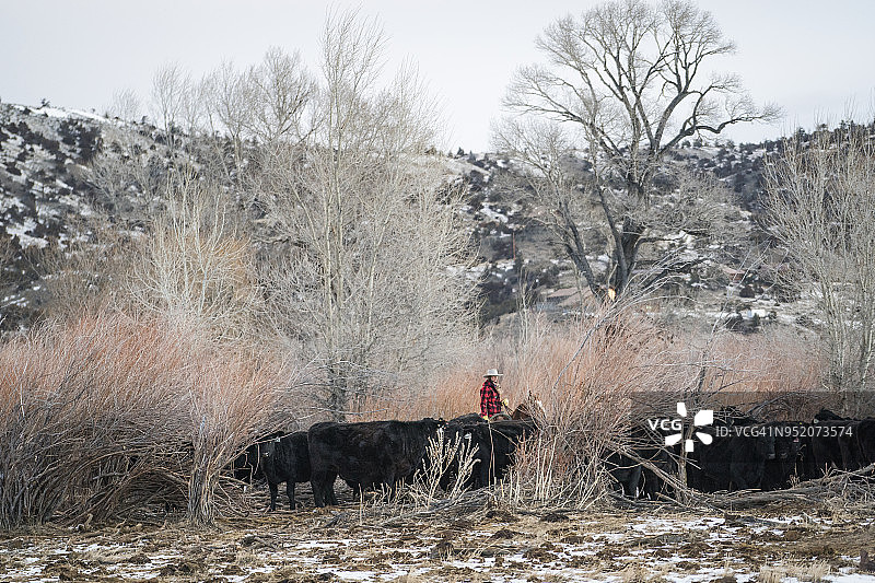 在蒙大拿州的牧场上放牧肉牛图片素材