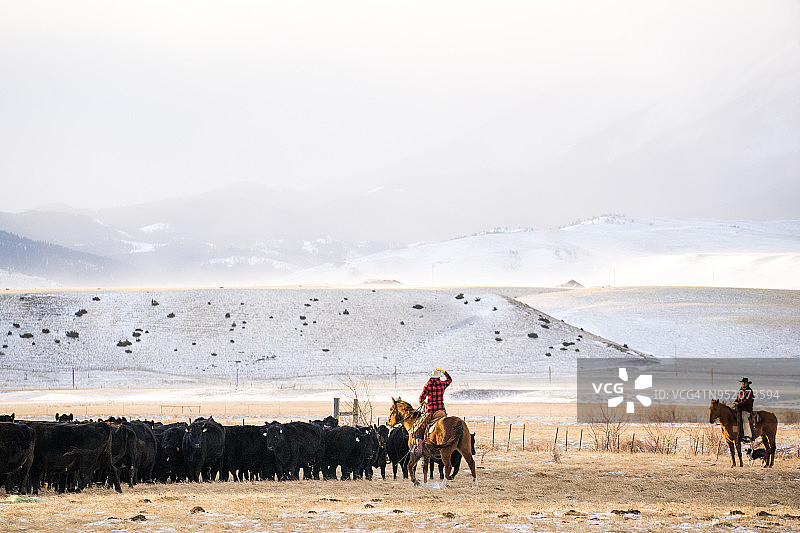 情侣在蒙大拿州牧场放牛图片素材