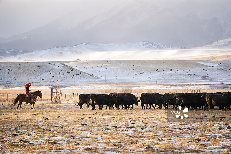 女牛仔在阿布萨罗卡山脉骑马放牛图片素材
