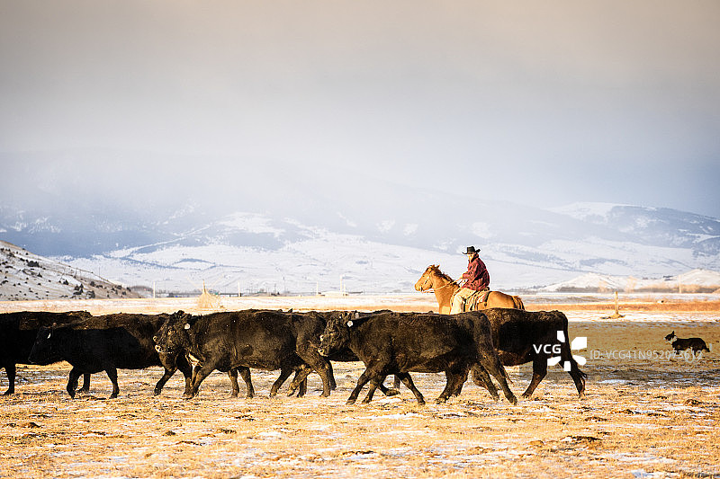 牛仔在阿布萨罗卡山脉骑马放牛图片素材