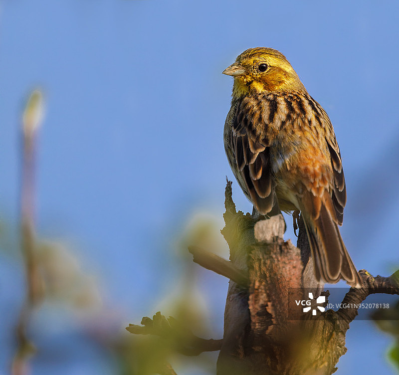 金翼啄木鸟图片素材