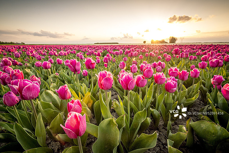 荷兰日落时分盛开的红色郁金香花田图片素材