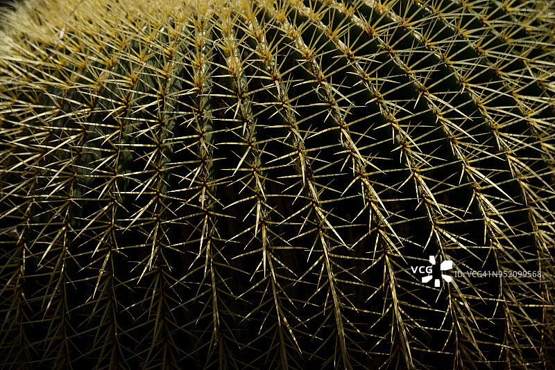 太平丸和金琥图片素材