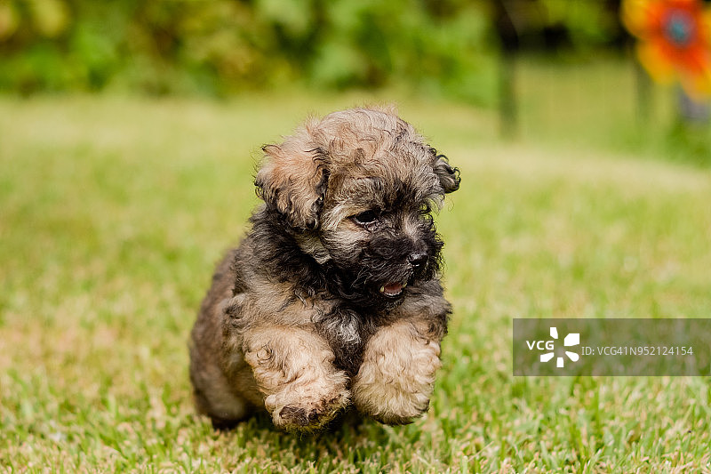 可爱小狗在草地上奔跑正面照图片素材