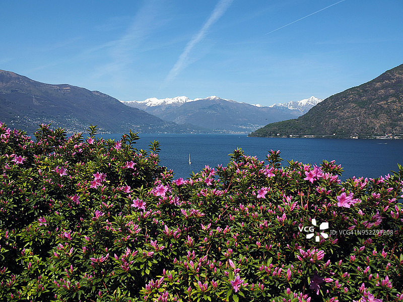 马焦雷湖畔的盛开杜鹃花，意大利北部图片素材