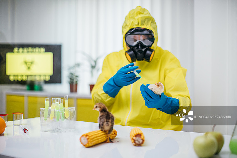 小鸡实验图片素材