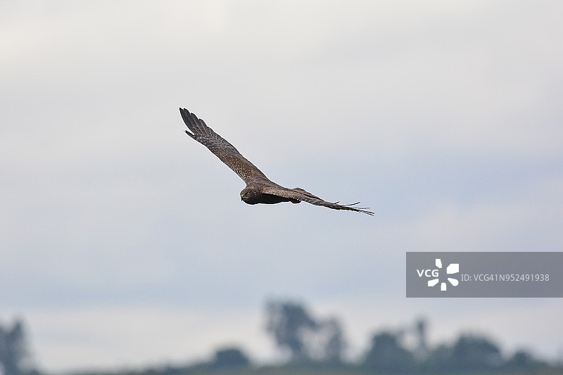 非洲沼泽鹞（Circus ranivorus）图片素材