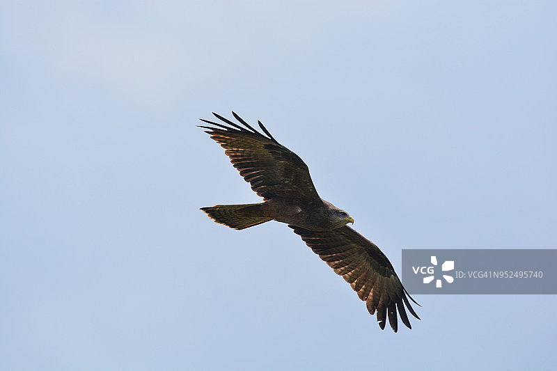 黄嘴风筝图片素材