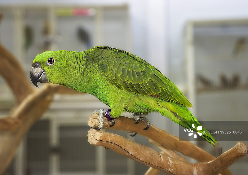 黄颈亚马逊鹦鹉图片素材