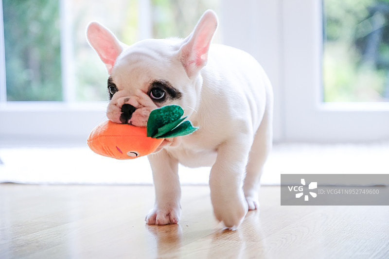 小花牛斗牛犬幼犬嘴里叼着胡萝卜玩具图片素材