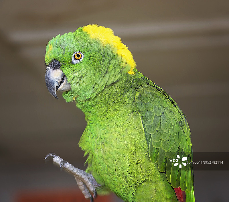 黄颈亚马逊鹦鹉图片素材