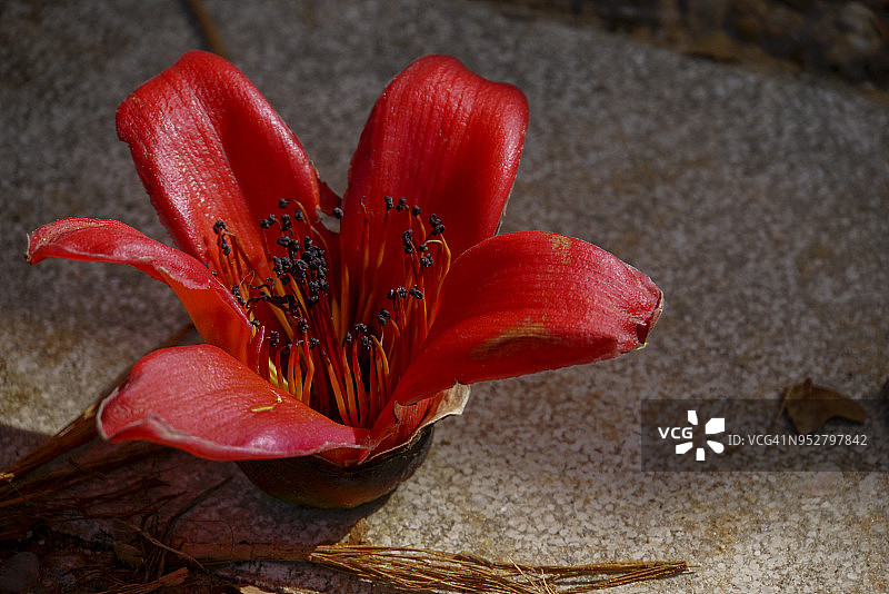 凤凰木图片素材