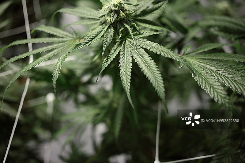 室内农场中的大麻植物图片素材