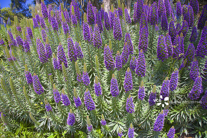 金门公园里数百株鲜艳的紫色花朵图片素材