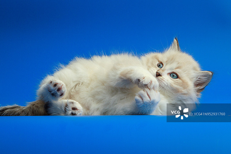 西伯利亚小猫肖像图片素材