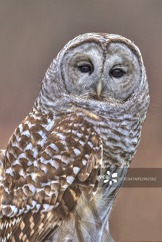 禁止猫头鹰图片素材