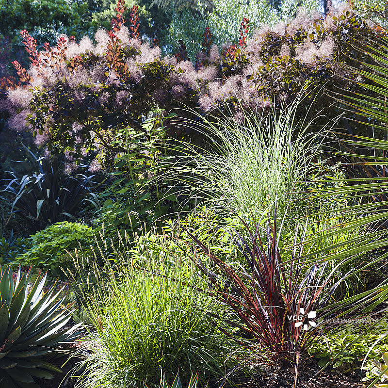 观赏花园与红叶黄栌图片素材