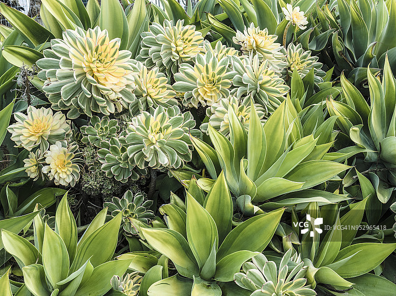 清盛锦和无刺龙舌兰图片素材