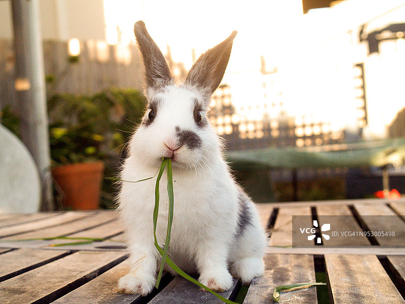 宠物兔宝宝吃草图片素材