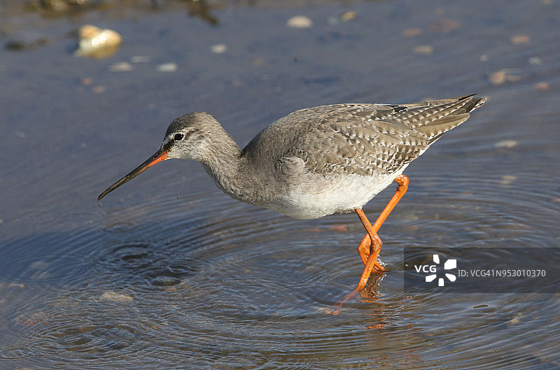 斑点红脚鹬在海湾河口寻找食物图片素材