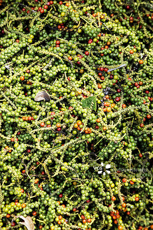 来自贡布的绿色生胡椒图片素材