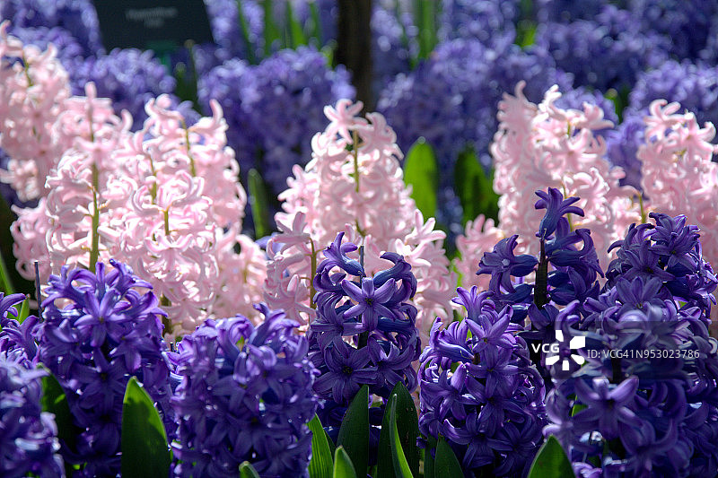 彩色风信子图片素材